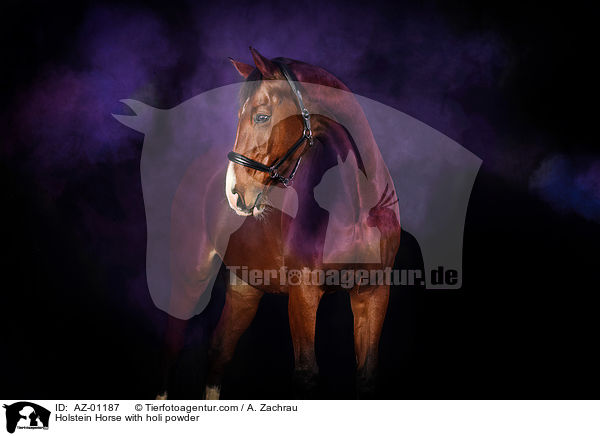 Holsteiner mit Holi Pulver / Holstein Horse with holi powder / AZ-01187