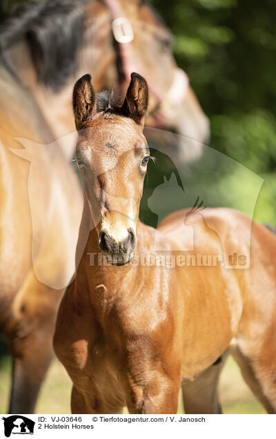 2 Holsteiner / 2 Holstein Horses / VJ-03646