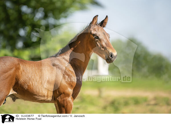 Holstein Horse Foal / VJ-03677