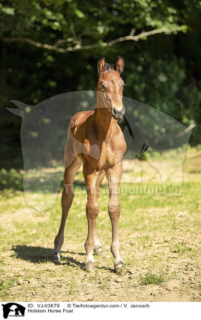 Holstein Horse Foal / VJ-03679