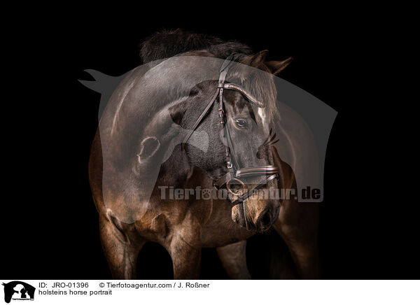 Holsteiner Portrait / holsteins horse portrait / JRO-01396