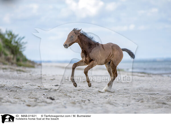 Holsteiner Stutfohlen am Strand / holsteins horse foal at the beach / MAB-01921