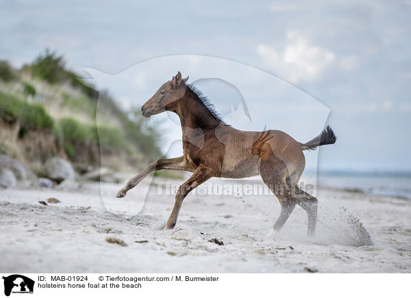 Holsteiner Stutfohlen am Strand / holsteins horse foal at the beach / MAB-01924