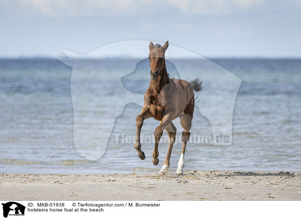Holsteiner Stutfohlen am Strand / holsteins horse foal at the beach / MAB-01938