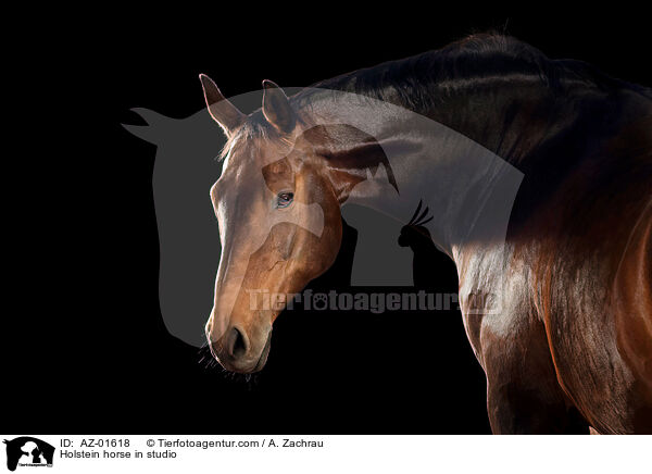 Holsteiner im Studio / Holstein horse in studio / AZ-01618