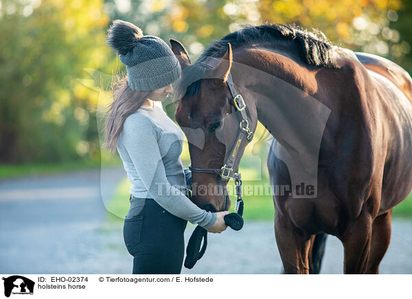 holsteins horse / EHO-02374