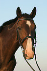 holsteins horse portrait