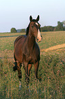 holsteins horse in the meadow