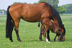 mare with foal