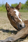 foal