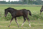 trotting foal