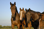 Holstein Horses