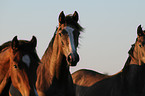 Holstein Horses