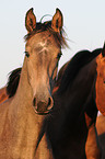 Holstein Horses