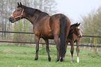 mare with foal