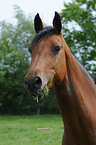 Holstein Horse Portrait