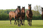 Holsteiner horses