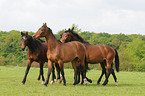 trotting Holsteiner horses