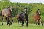 galloping Holsteiner horses