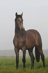 Holsteiner horse