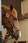 Holsteiner horse portrait