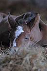 holsteiner foal