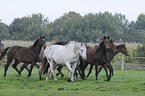 warmbloods