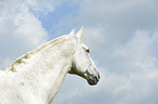 Holsteiner horse Portrait