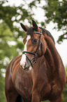 warmblood portrait