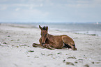 holsteins horse foal at the beach