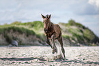 holsteins horse foal at the beach