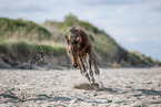 holsteins horse foal at the beach