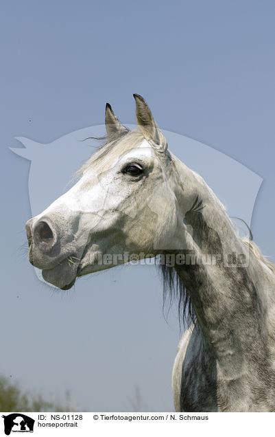 Pferdeportrait / horseportrait / NS-01128