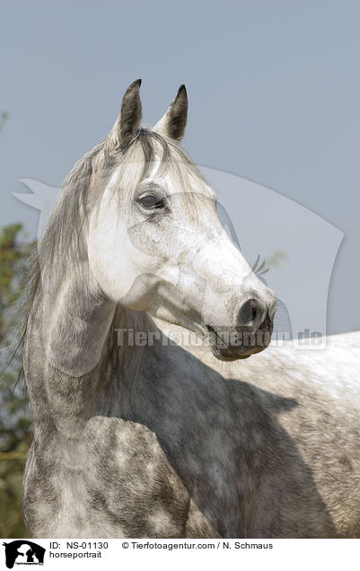 horseportrait / NS-01130