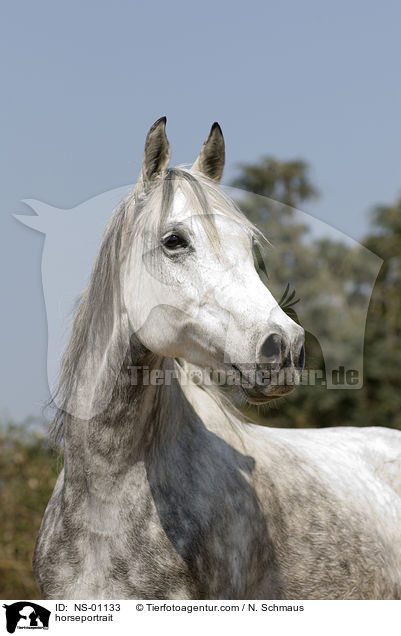 horseportrait / NS-01133