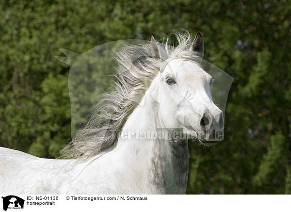 horseportrait / NS-01136