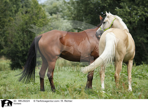 Pferde / horses / RR-29224