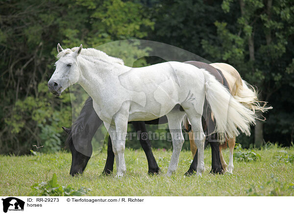 horses / RR-29273