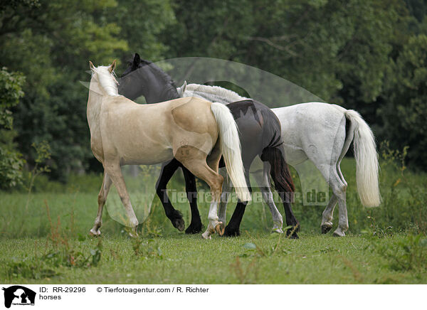 horses / RR-29296