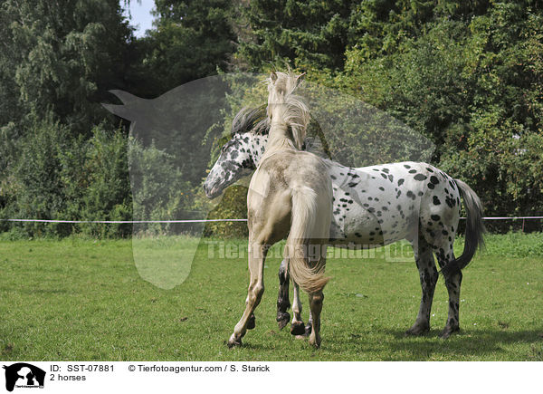 2 horses / SST-07881