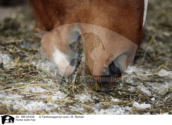 horse eats hay / RR-35448