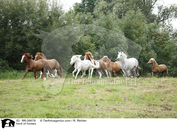 herd of horses / RR-38678