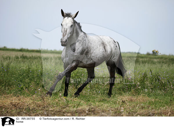 Appaloosa-Mischling / horse / RR-38755