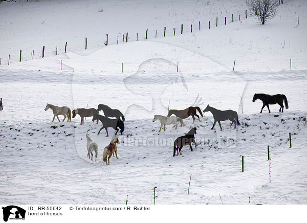 Pferdeherde / herd of horses / RR-50642