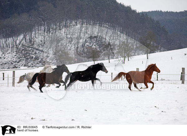 Pferdeherde / herd of horses / RR-50645