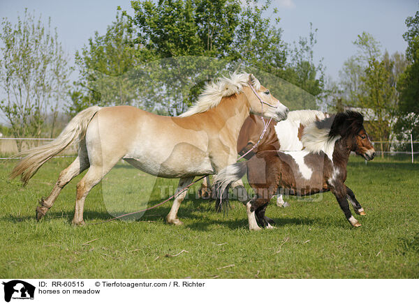 Pferde auf der Weide / horses on meadow / RR-60515