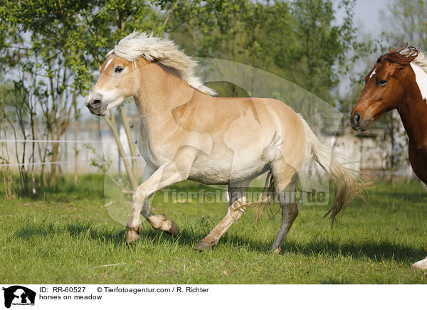 Pferde auf der Weide / horses on meadow / RR-60527