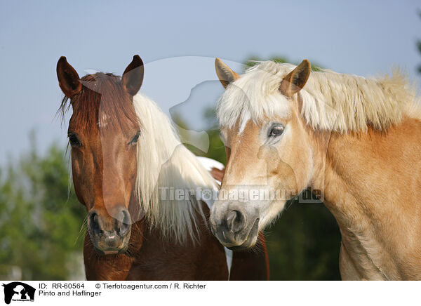 Pinto und Haflinger / Pinto and Haflinger / RR-60564