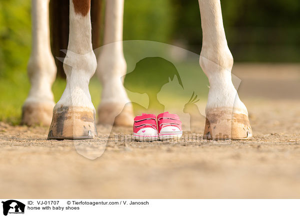 Pferd mit Babyschuhen / horse with baby shoes / VJ-01707