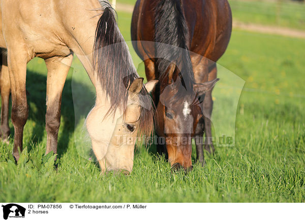 2 Pferde / 2 horses / PM-07856